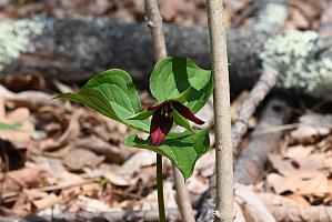 2025-04246535 Acton Arboretum, MA